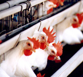 鶏のインフルエンザ等防疫対策